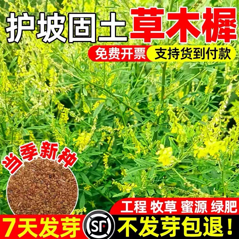草木犀种子草木樨籽优质牧草种黄花草绿肥耐旱耐寒耐贫瘠蜜源草籽