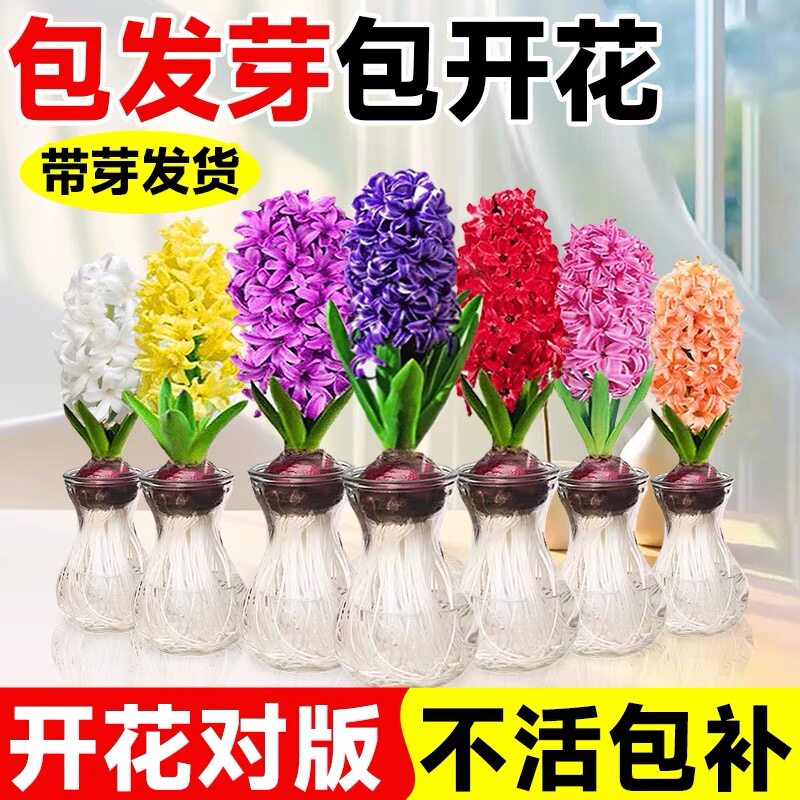 风信子种球水培植物盆栽水养带花苞水仙花室内桌面四季开花卉绿植