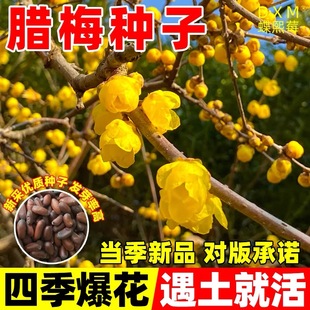 当年新菜腊梅种子腊梅花树种子素心腊梅磬口梅虎蹄梅耐寒浓香花卉