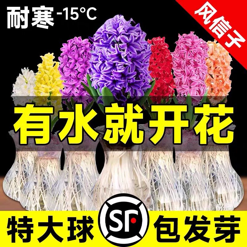 风信子种球水培植物四季耐寒水养土培套餐冬季易种活室内花卉盆栽