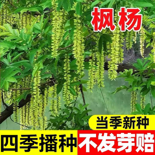 枫杨种子白杨大叶枫杨树种子麻柳种子水麻柳种子燕子树蜈蚣柳树籽