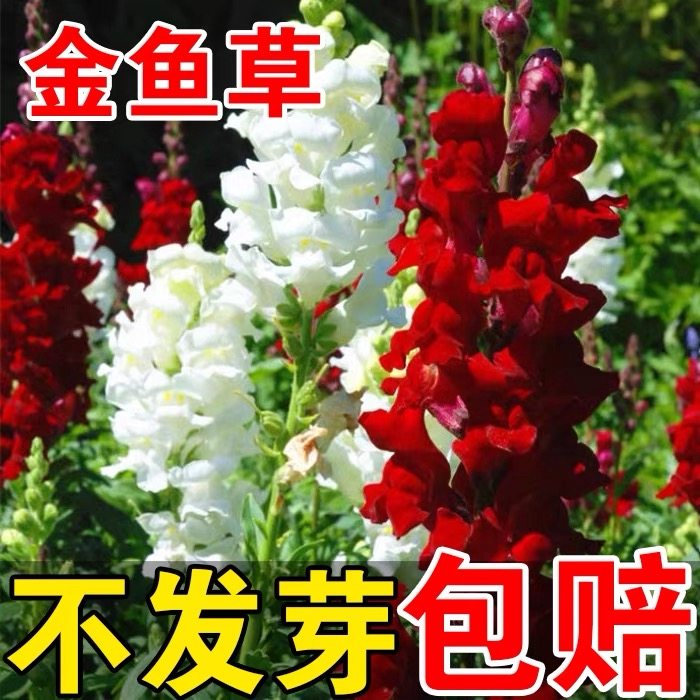 矮生金鱼草种子龙头花洋彩雀园林景观绿化花卉室内外阳台庭院花籽