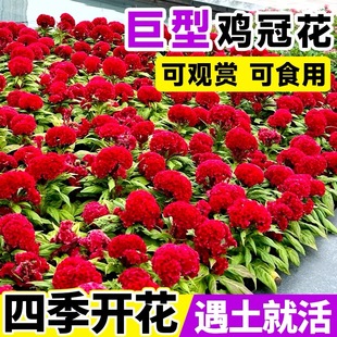 冠状鸡冠花种籽子孑花苗盆栽室内外阳台庭院好养易活四季播种开花