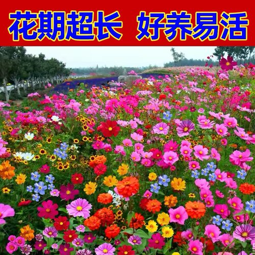 野花组合花种子室外庭院易活花种籽子四季播种开花花海花籽种花卉