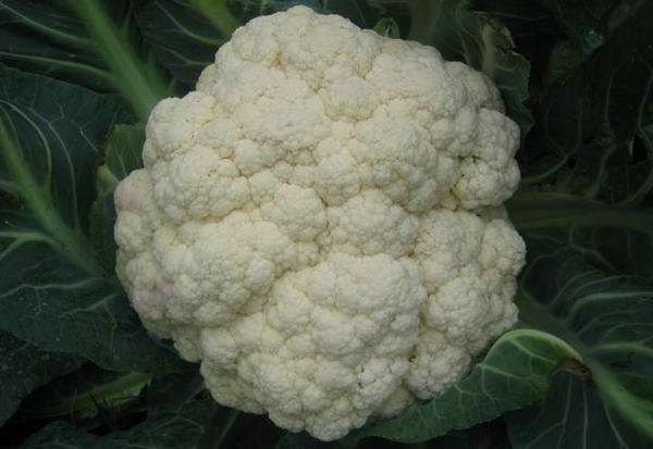 彩包花椰菜种子散花菜有机菜花 松花菜耐寒耐湿抗病好 蔬菜种子|ruв категории водной мясо/свежие фрукты и овощи/еда, свежие фрукты, ананас - от Buy2taobao.com для оказания профессиональной услуги покупки агента Taobao