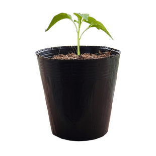 营养杯育苗杯营养钵育苗盆塑料加厚一次性农用营养袋育苗袋花盆大