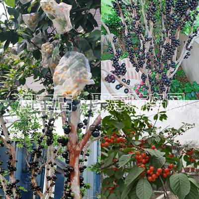 厂促果树防鸟用网农用的防鸟丝网果园天网嘉宝果树防鸟罩子阳台品