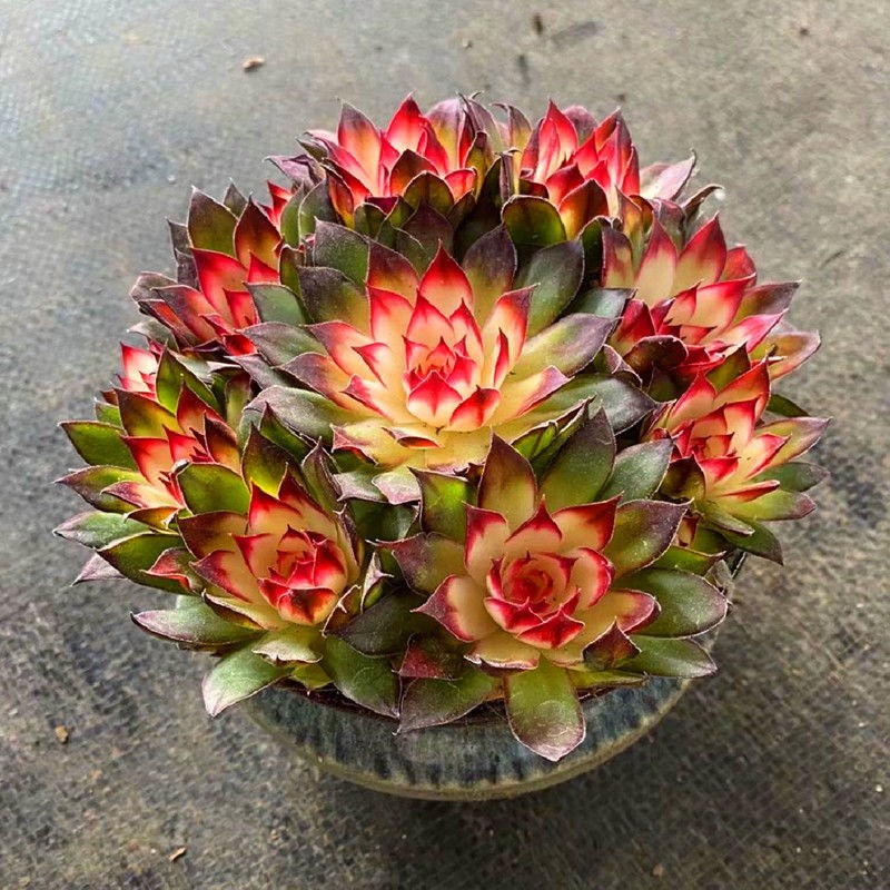 稀有品种含盆多肉植物七彩莲锦群生超大精品花卉盆栽绿植防辐射
