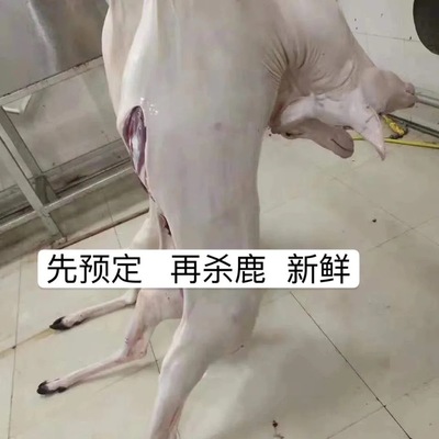 梅花鹿肉新鲜鹿腿鹿排整只白条