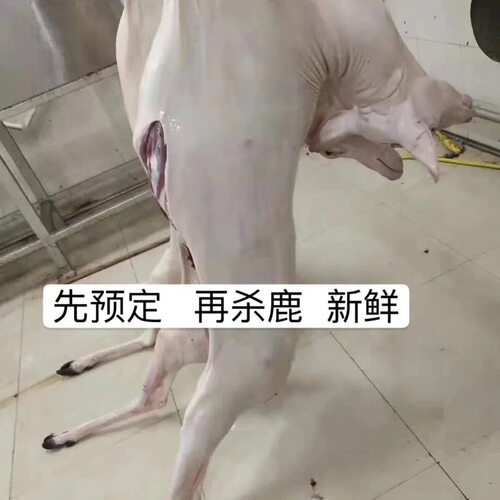 梅花鹿肉新鲜鹿腿鹿排整只白条