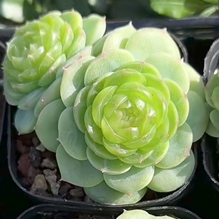 多肉翡翠流心一物一拍叶插苗猪儿跑家种源保证品种