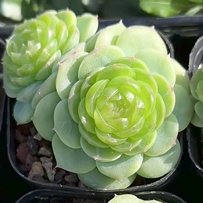 多肉翡翠流心一物一拍叶插苗猪儿跑家种源保证品种