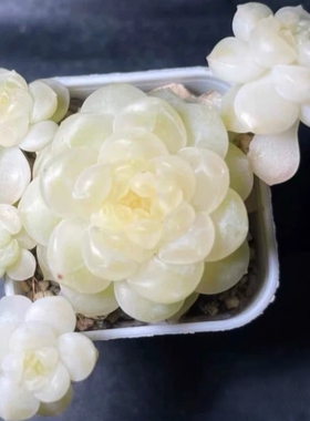 多肉奶油财富密码张乖皓宇C33一物一拍叶插苗保证品种