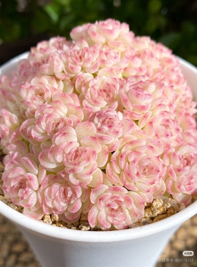 HT-8麦秆一物一拍花陌派精选精选麦秆保证品种