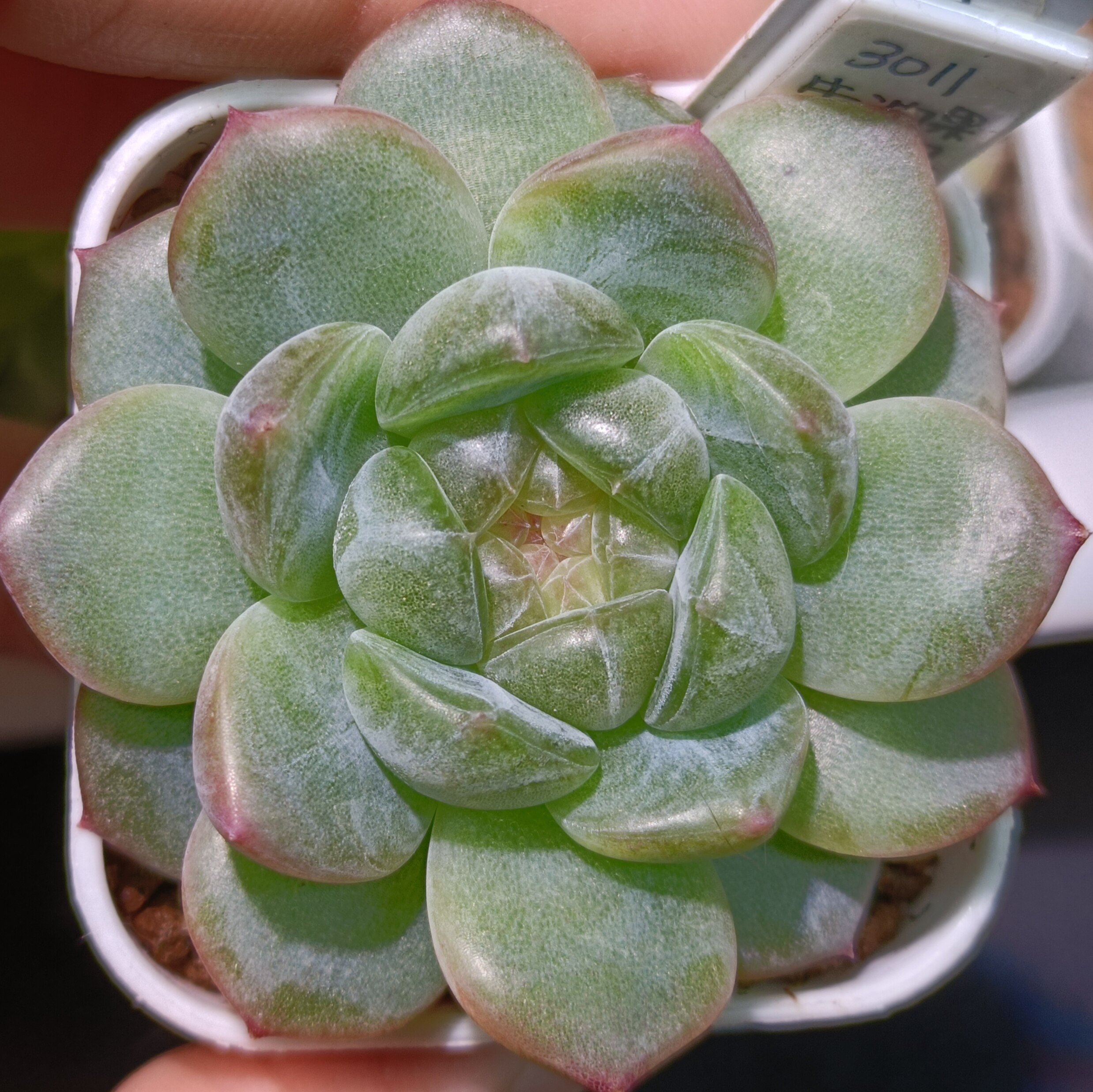 【直播】3011牛油果珍妮  多肉植物
