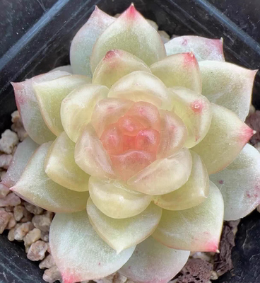 多肉碧琉璃 熊猫多肉x花陌派风花雪月系列保证品种