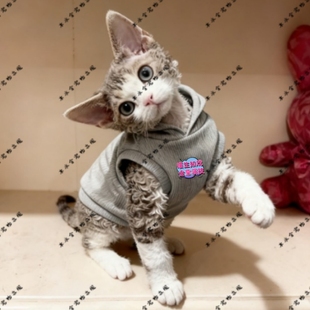 喵生如戏 全靠演技新款德文猫连帽卫衣宠物衣服萌宠秋季