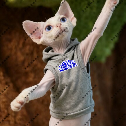 安康喜乐两脚衣猫咪萌宠猫衣服宠物服装红色圆领灰色黑色连帽卫衣
