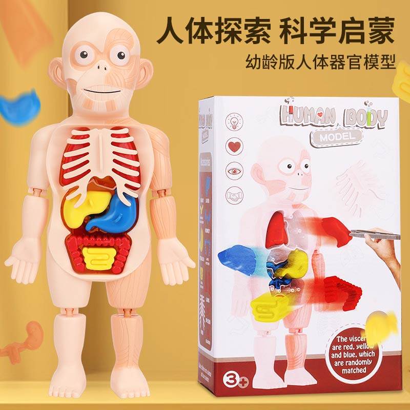 人体结构模型医学解刨骨骼解剖小人内脏构造图儿童骨头启蒙小玩具