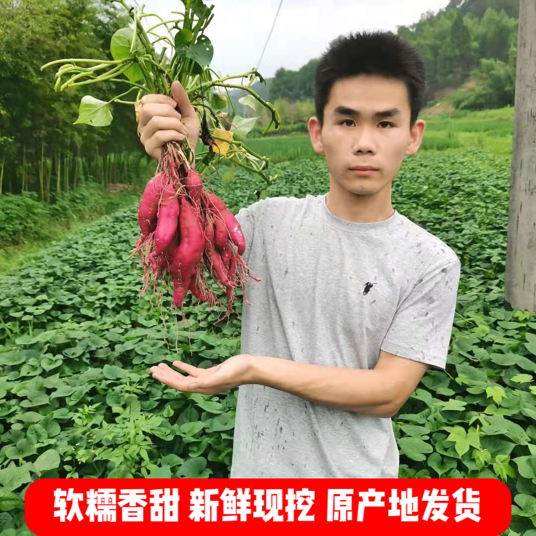正宗临安天目山小香薯金