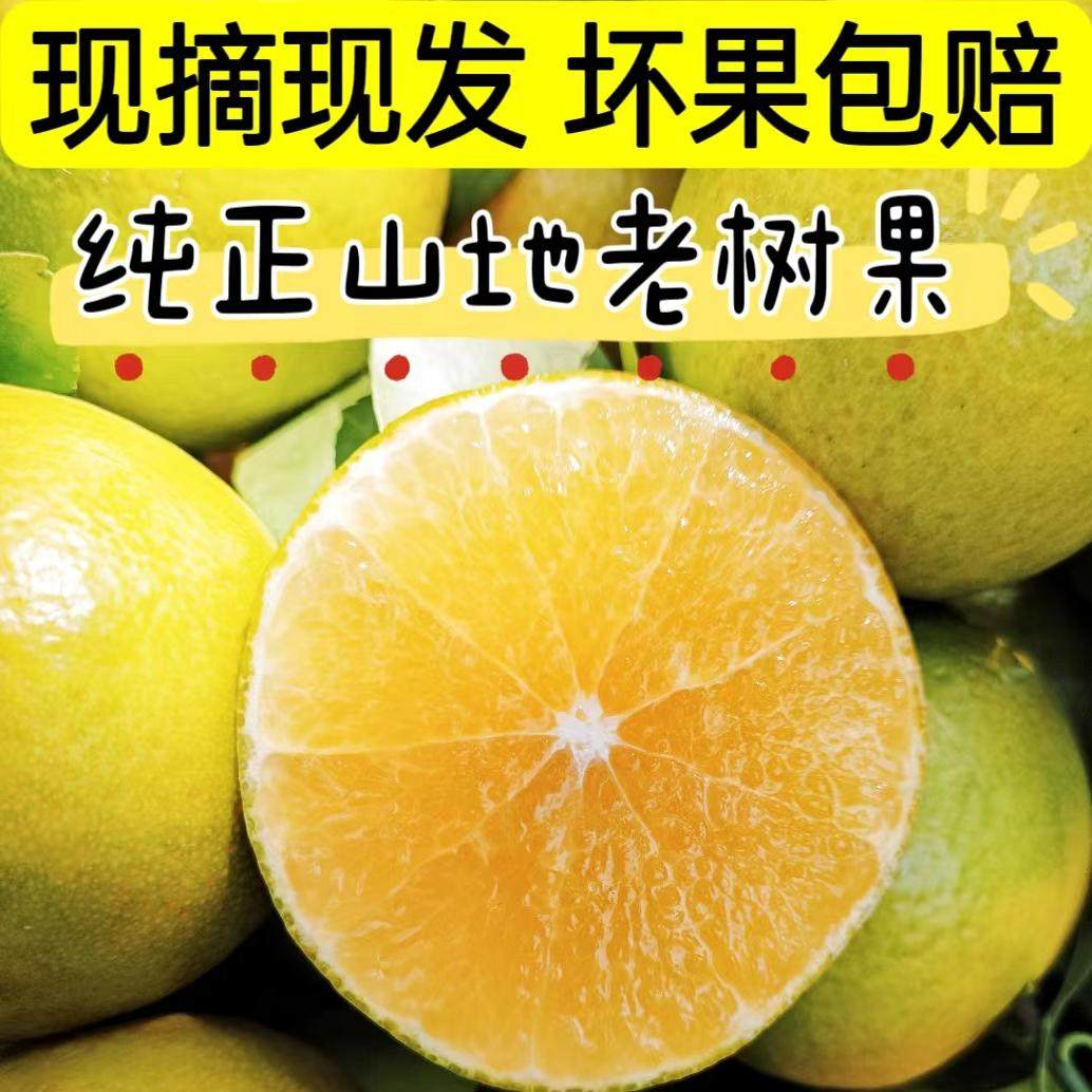 皇帝柑正宗广东德庆现摘老树皇妃贡柑时令应季新鲜水果非橙桔子