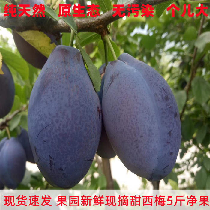 现货四川新鲜西梅孕妇水