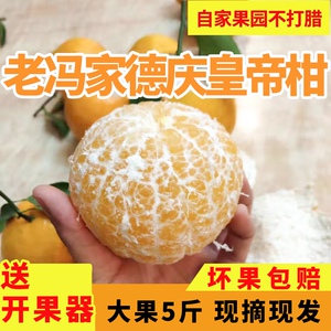 正宗德庆皇帝贡柑应季现摘现发10斤老树精选大果礼盒薄皮橘柑桔子