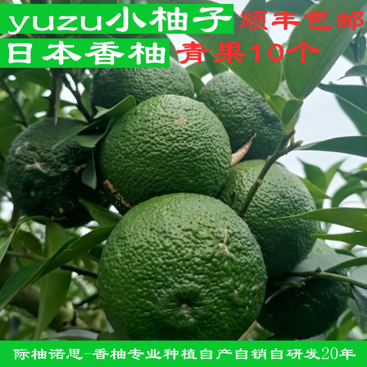 新品日本柚子YUZU鲜果香