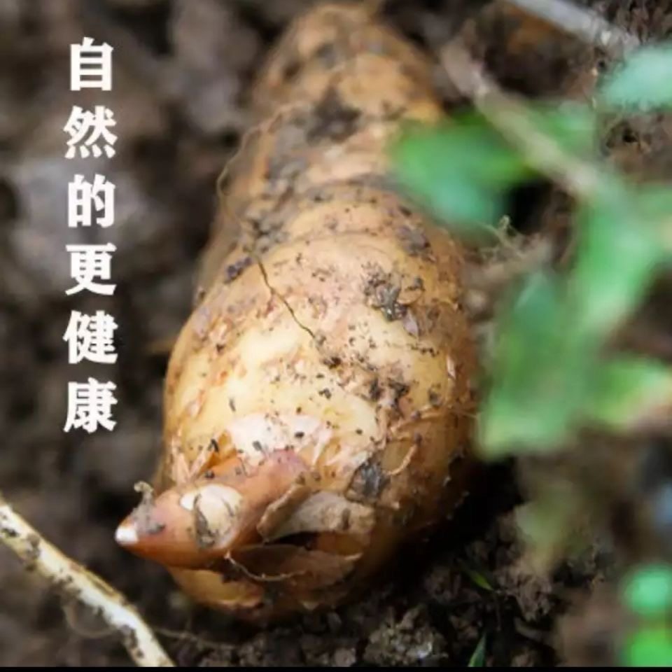 现挖新鲜天麻天5斤冬麻云南昭通天麻现挖现发煲汤炖汤,传统滋补营养品,天麻,淘宝优惠券,粉丝福利购,淘宝优惠卷