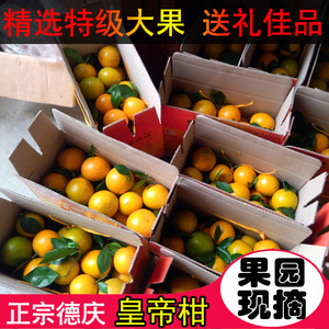 皇帝柑新鲜正宗广东德庆贡柑手剥橙甜橘孕妇当季水果特级大果礼盒