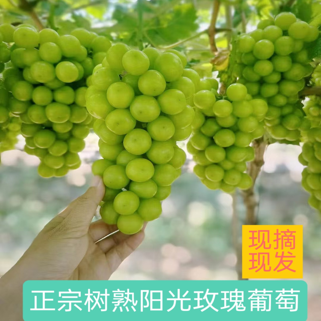 【晴王】自产树熟精品阳