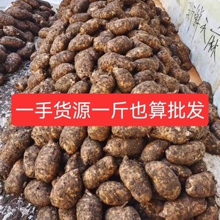 正宗云南昭通新鲜天麻小草坝现挖生天麻大乌天麻