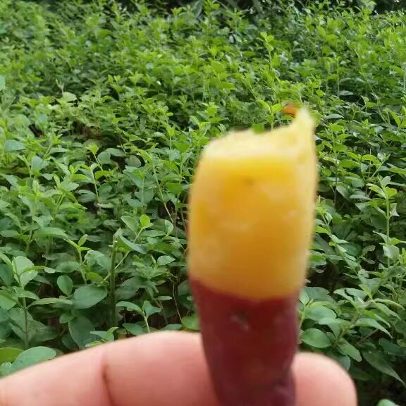天目山小香薯号板栗红薯