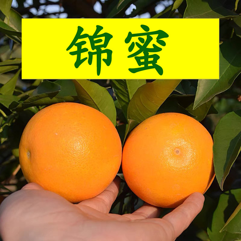 锦蜜冰糖橙湖南怀化麻阳冰糖橙10斤装当季现摘橙子新鲜水果薄皮