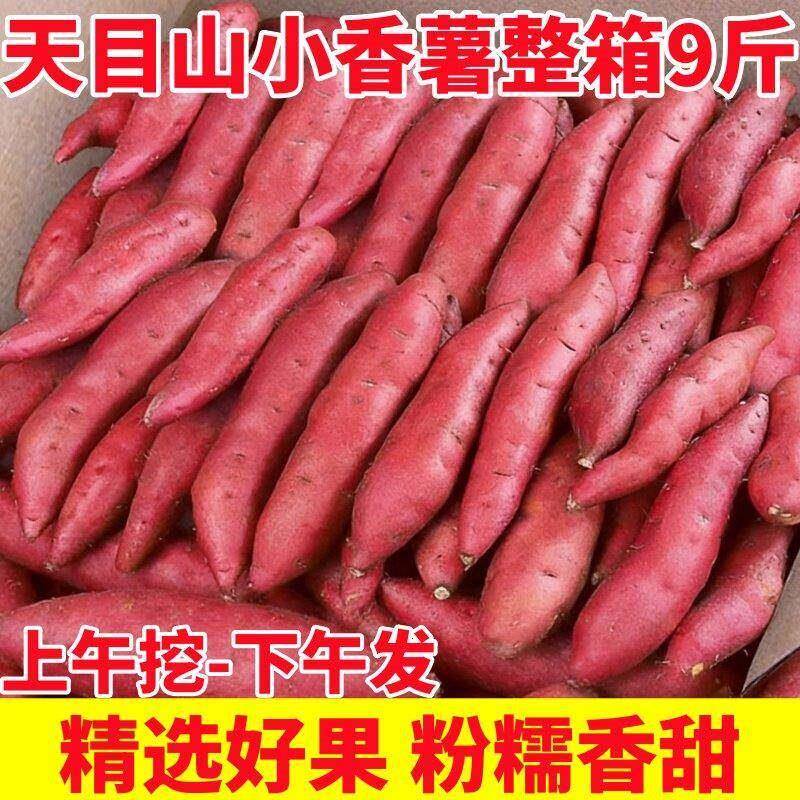 天目山小香薯9斤临安产地
