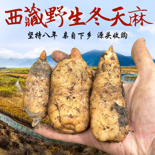 西藏野生冬天麻林芝波密海拔3000米原始森林野生冬天麻无添加100g