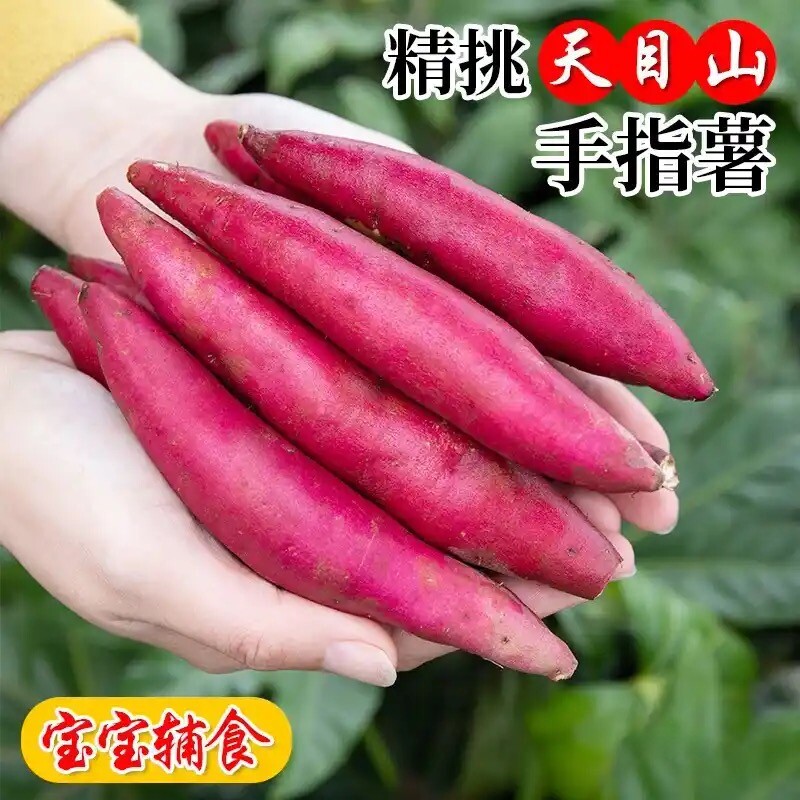 正宗手指薯天目山小香薯