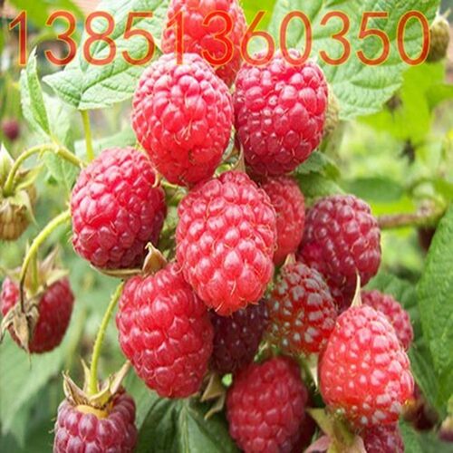 盆栽果树苗 红宝石树莓苗 红树莓苗 丰满红树莓苗 红树莓树苗包邮