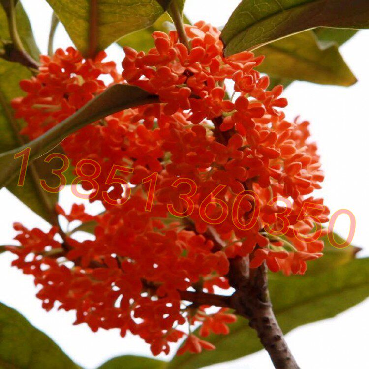 红色桂花苗芳香植物桂花树苗
