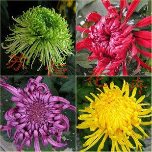 包邮 高档大菊花苗 菊花苗大菊花小苗拍3棵 菊花苗盆栽 九月菊苗