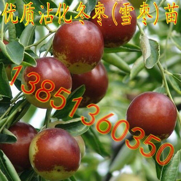 庭院果树苗 沾化冬枣树苗 嫁接枣树苗 雪枣树苗沾化冬枣苗