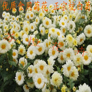 食用菊花苗 正宗杭白菊苗 胎菊苗 食用菊花盆栽 拍3棵包邮