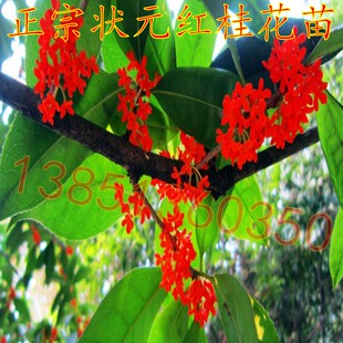 优质红色桂花树苗 状元红桂花苗 盆栽桂花苗 丹桂状元红苗
