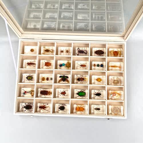 真实动物昆虫标本树脂金龟子
