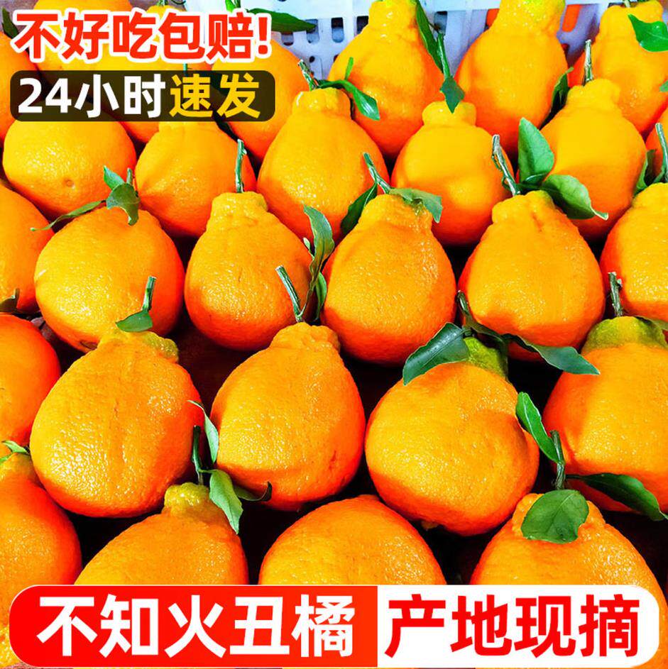 四川不知火丑橘应当季水果柑橘丑橘包邮新鲜水果丑橘酸蜜橘甜多汁
