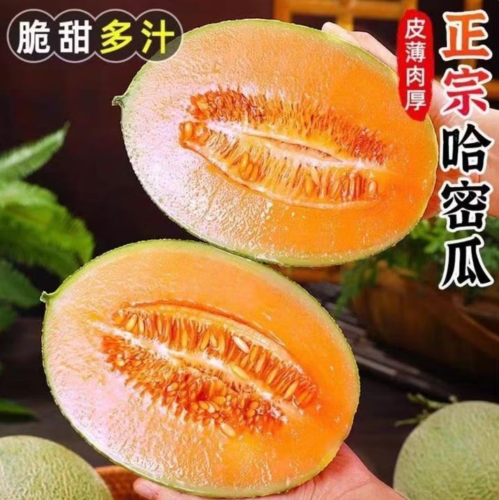 山东哈密瓜西州蜜甜瓜脆甜多汁新鲜水果薄皮肉厚整件包邮生鲜蜜瓜