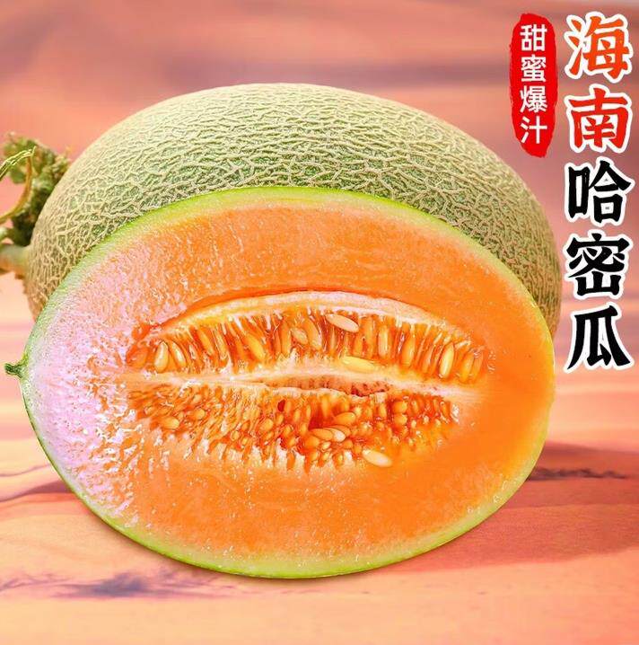 山东哈密瓜西州蜜甜瓜新鲜水果薄皮肉厚整件包邮生鲜蜜瓜脆甜多汁