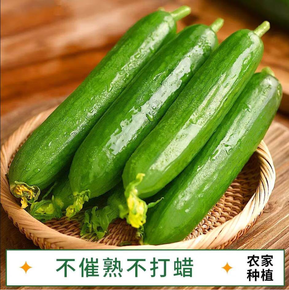 山东水果小黄瓜生吃现摘现发新鲜小青瓜3斤包邮水果黄瓜爽口脆嫩