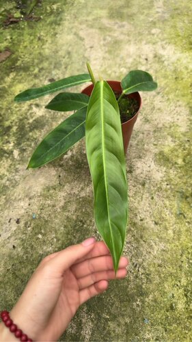 PP蔓绿绒，叶长25左右