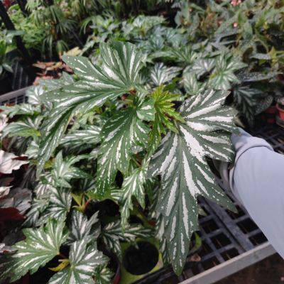 网红竹节秋海棠 苏菲 白冰 乌头杂 鳟鱼 塞拉山王裂纹玫瑰